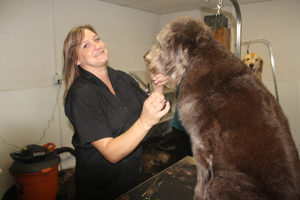 Tammy West Chicago dog groomer