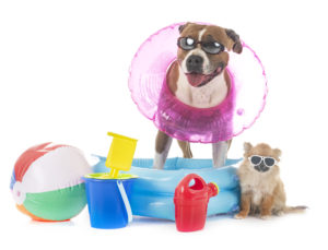 american staffordshire terrier and chihuahua in front of white background