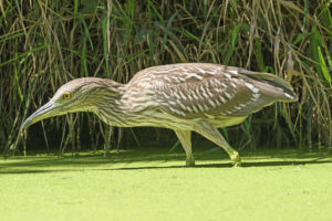 Immature black Crowned Night Heron in the Skokie Lagoons in Illinois